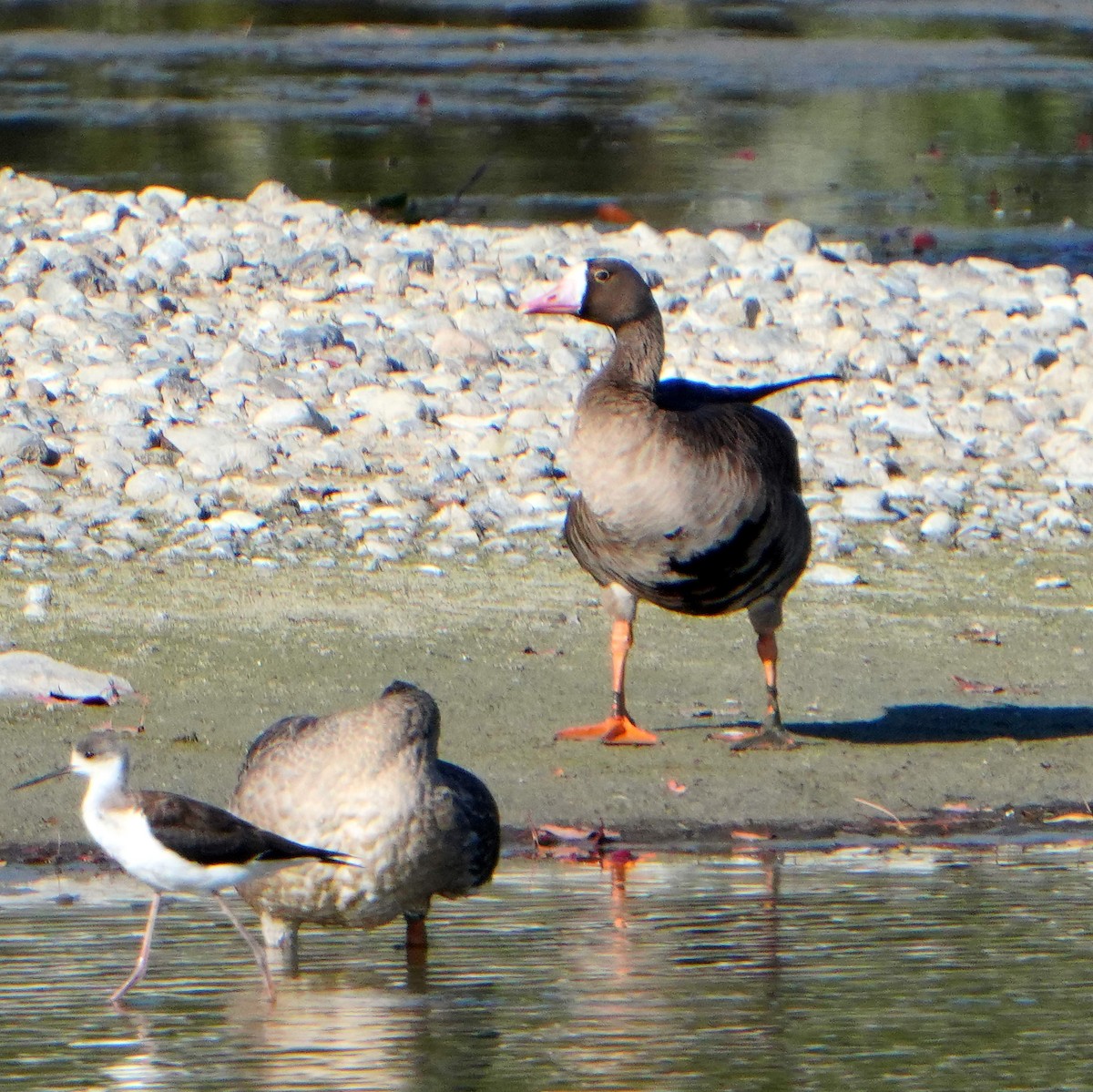 Greater White-fronted Goose (Western) - ML610884528