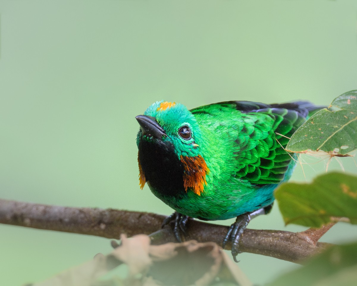 Orange-eared Tanager - ML610884540