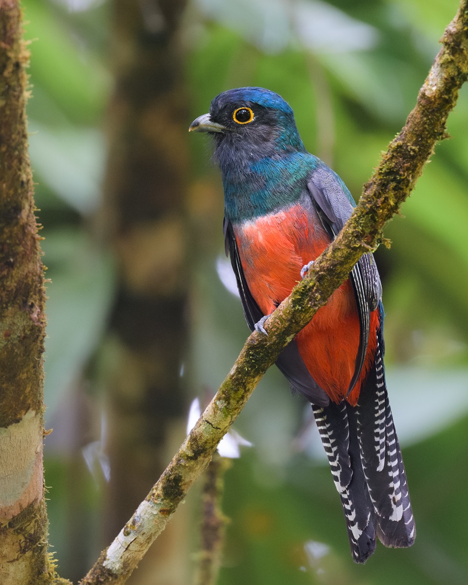 Blue-crowned Trogon - ML610884593