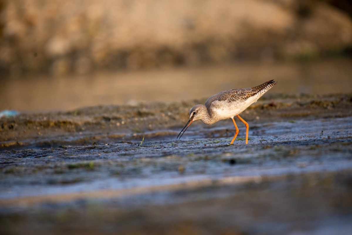 Spotted Redshank - ML610884598