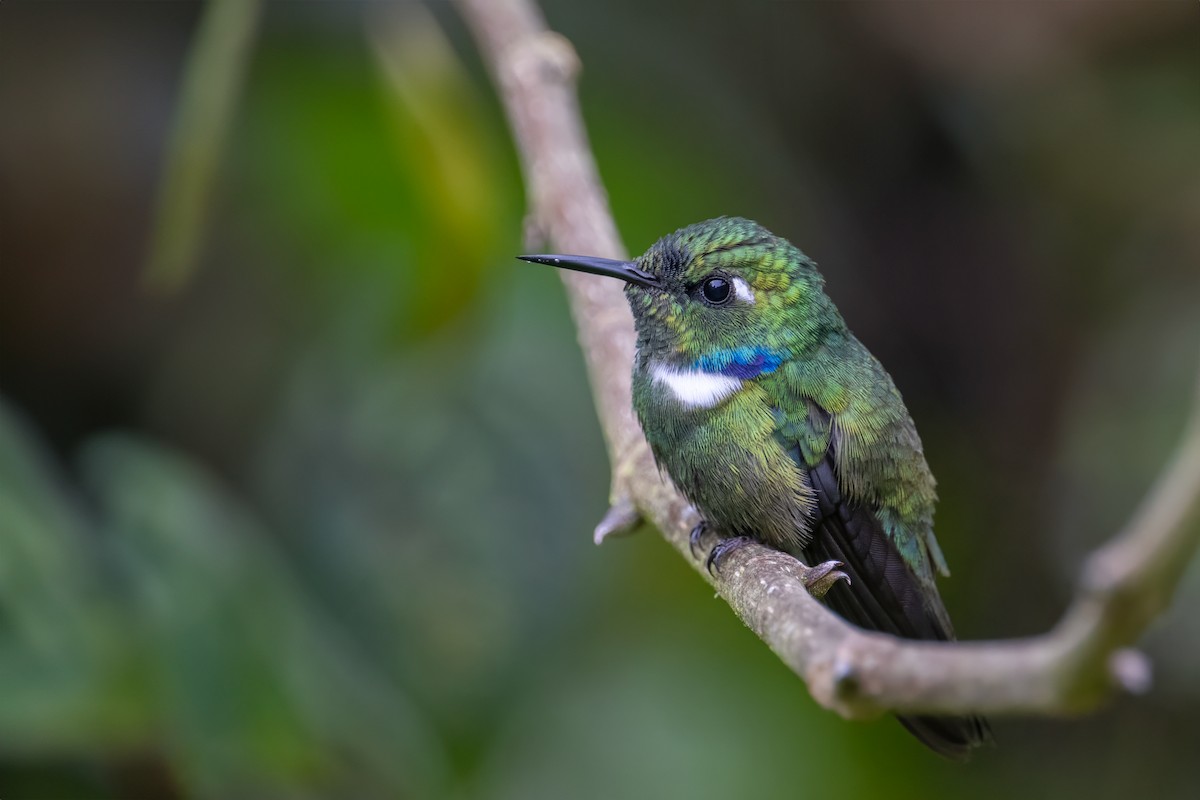 White-throated Daggerbill - Johnnier Arango | theandeanbirder.com