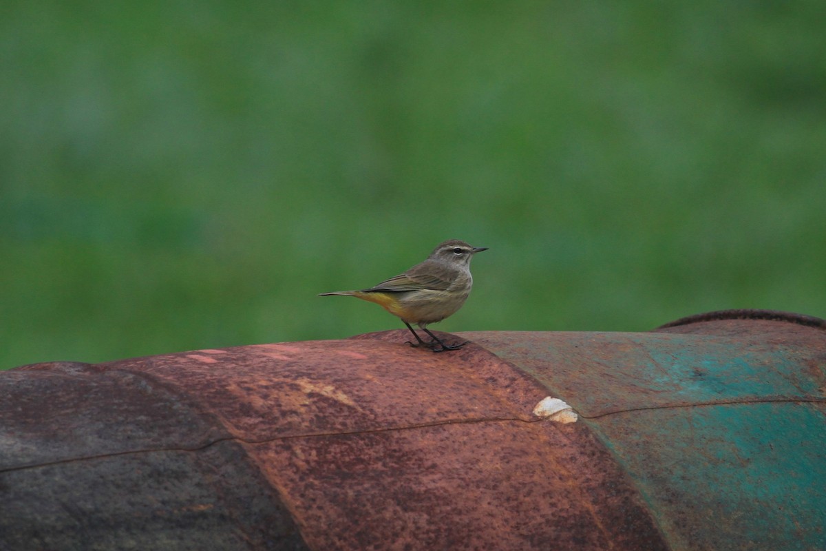 Palm Warbler - ML610884683