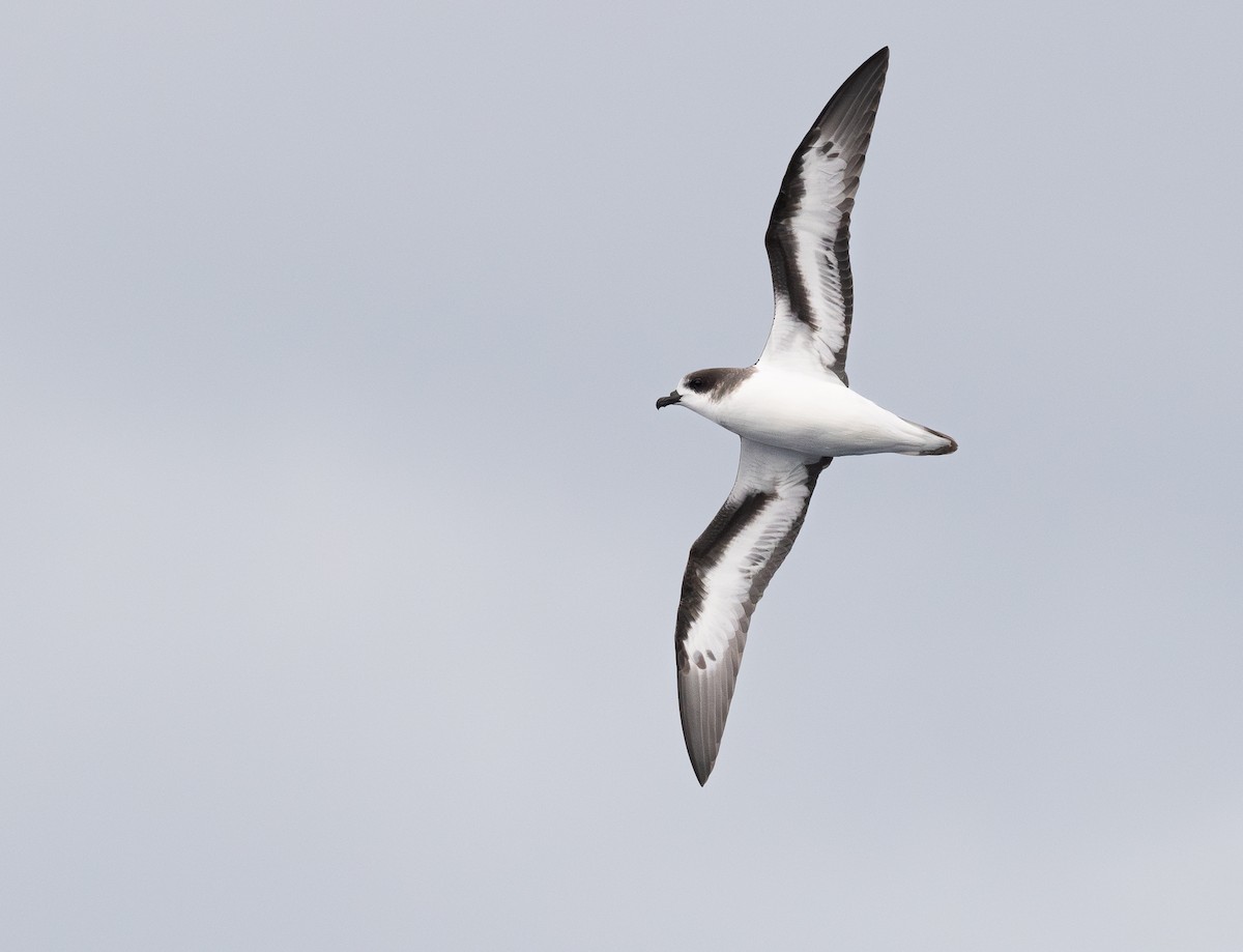 Bermuda Petrel - ML610884692