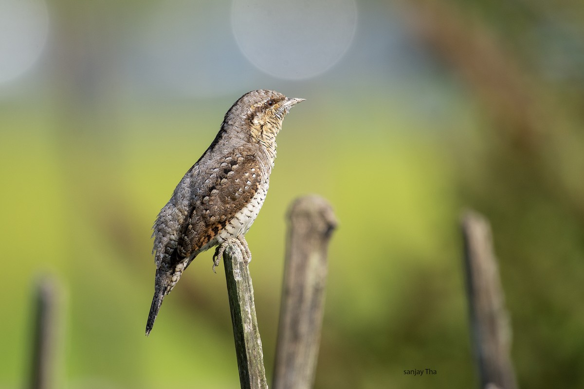 Eurasian Wryneck - ML610884694