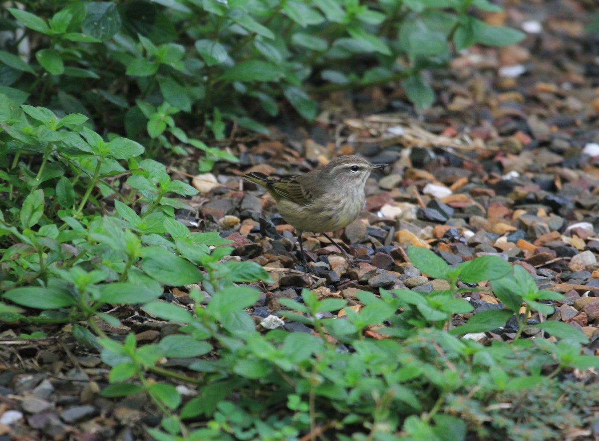 Palm Warbler - ML610884742