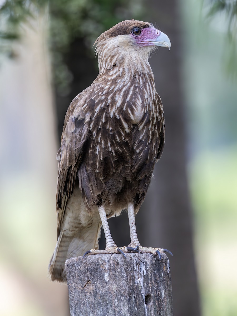 Crested Caracara (Southern) - ML610884757