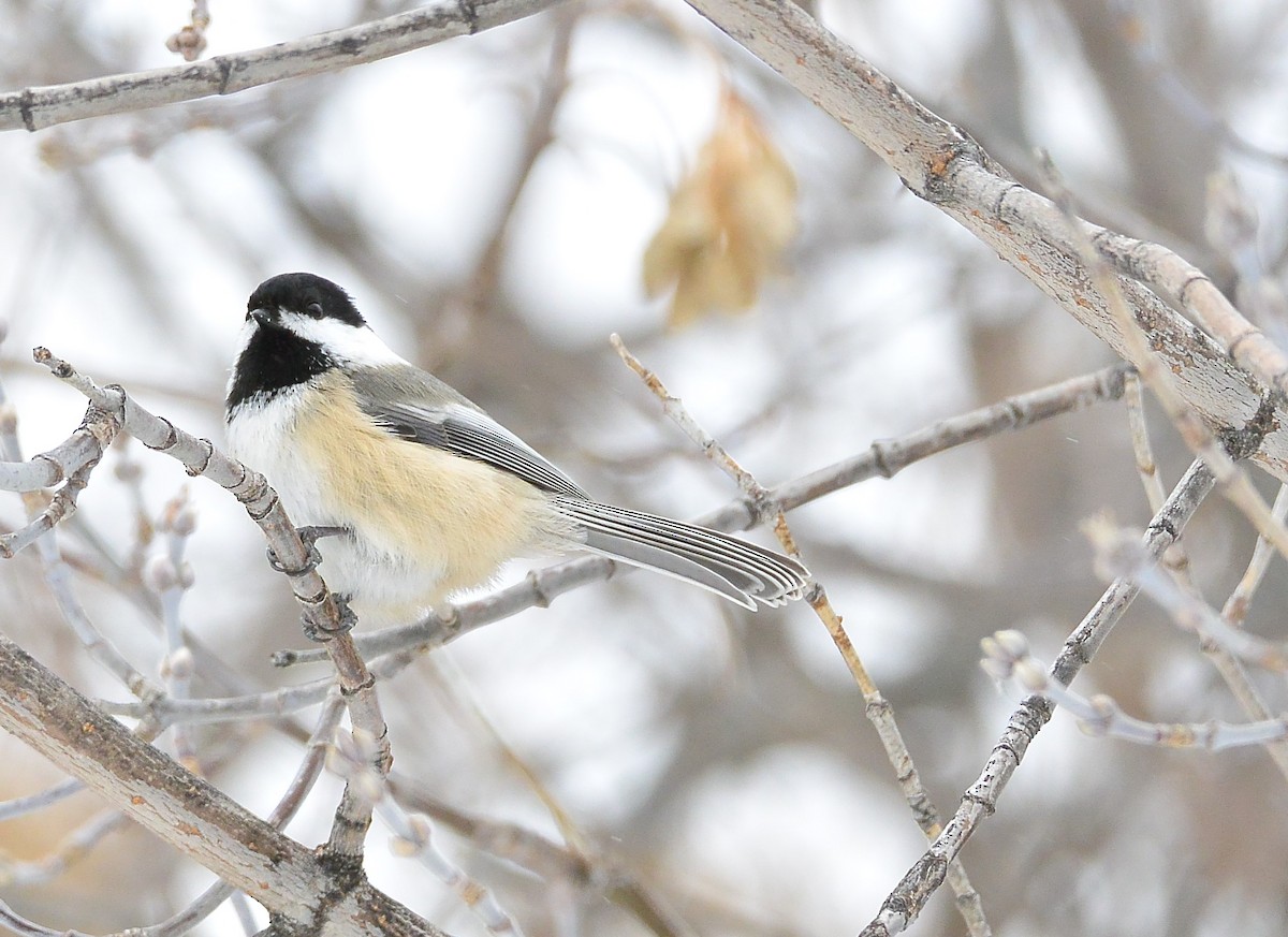 Black-capped Chickadee - ML610885045