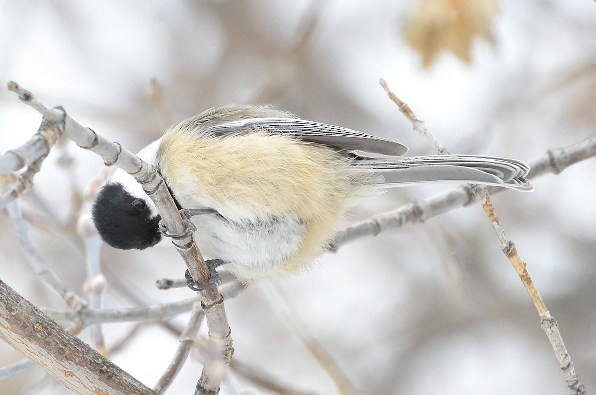 Black-capped Chickadee - ML610885048