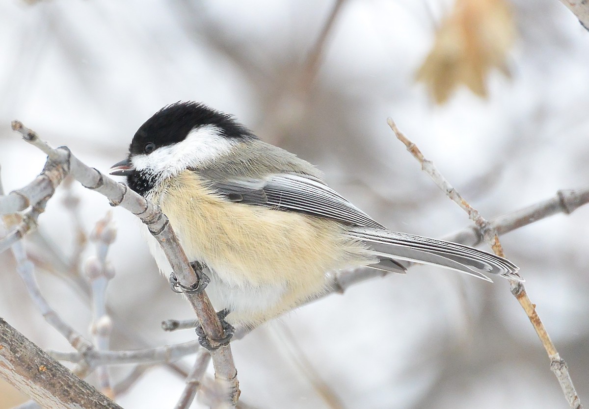 Black-capped Chickadee - Gerry Fox