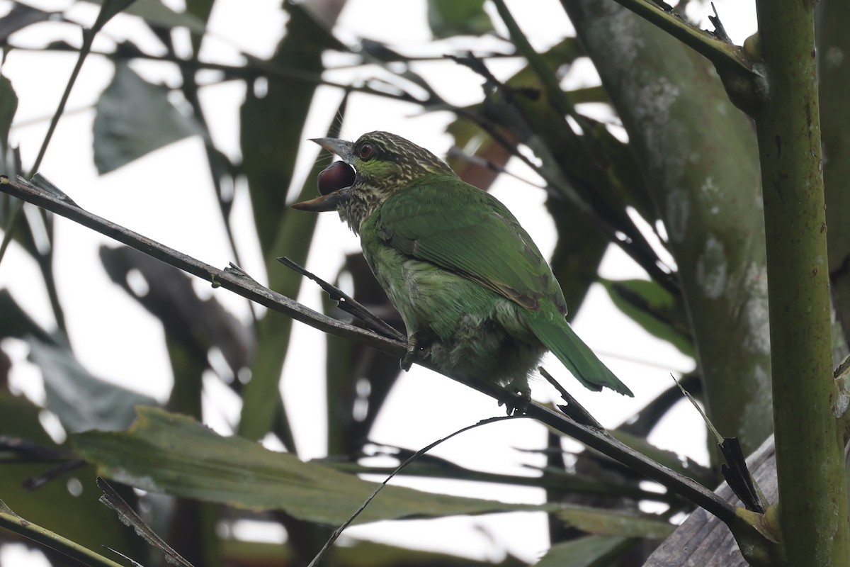 Green-eared Barbet - Andrew William