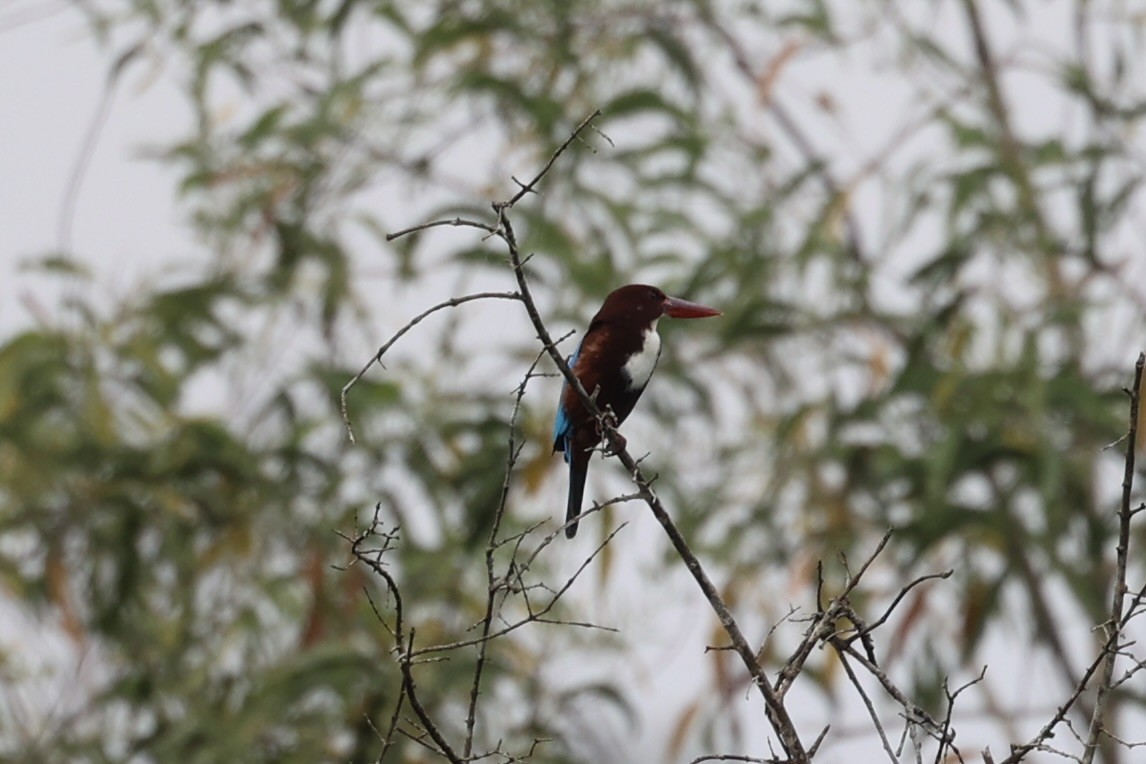 White-throated Kingfisher - Andrew William