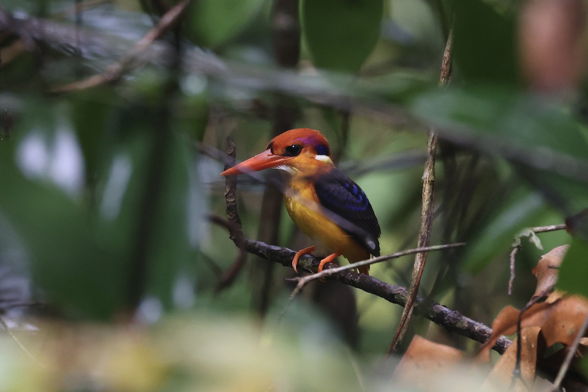 黑背三趾翠鳥 - ML610885186