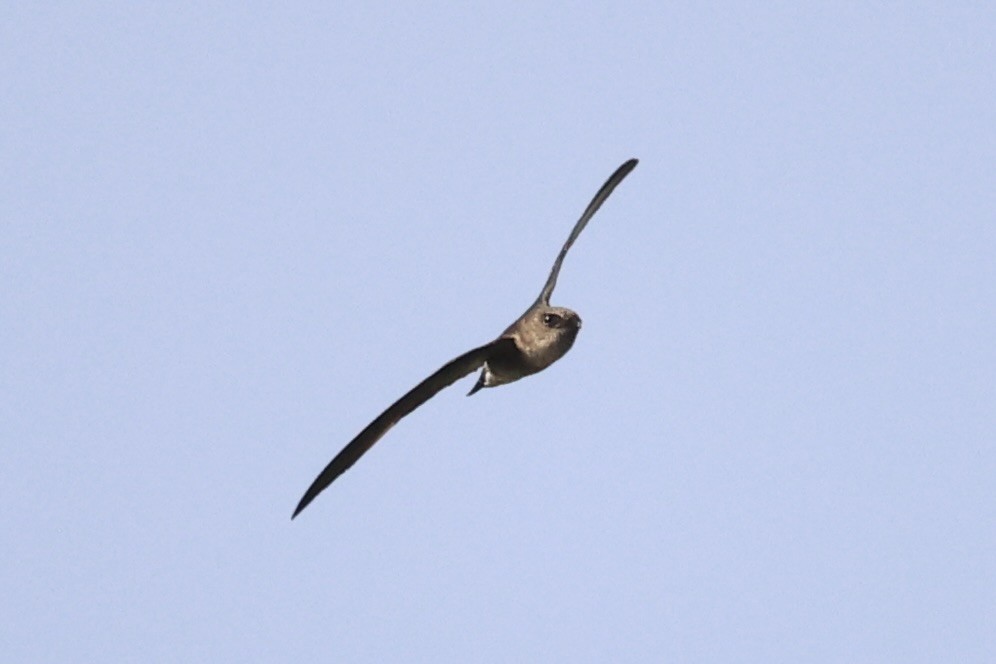 Germain's Swiftlet - ML610885206