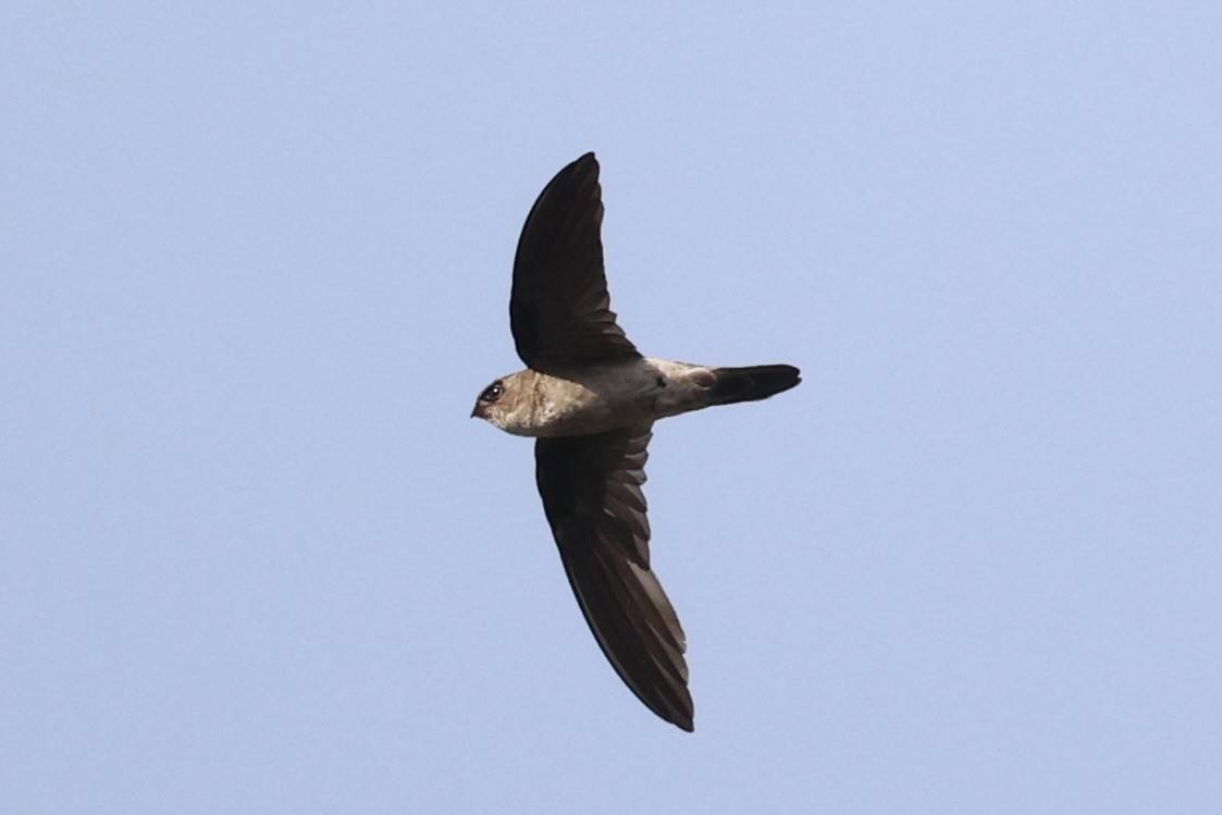 Germain's Swiftlet - ML610885208