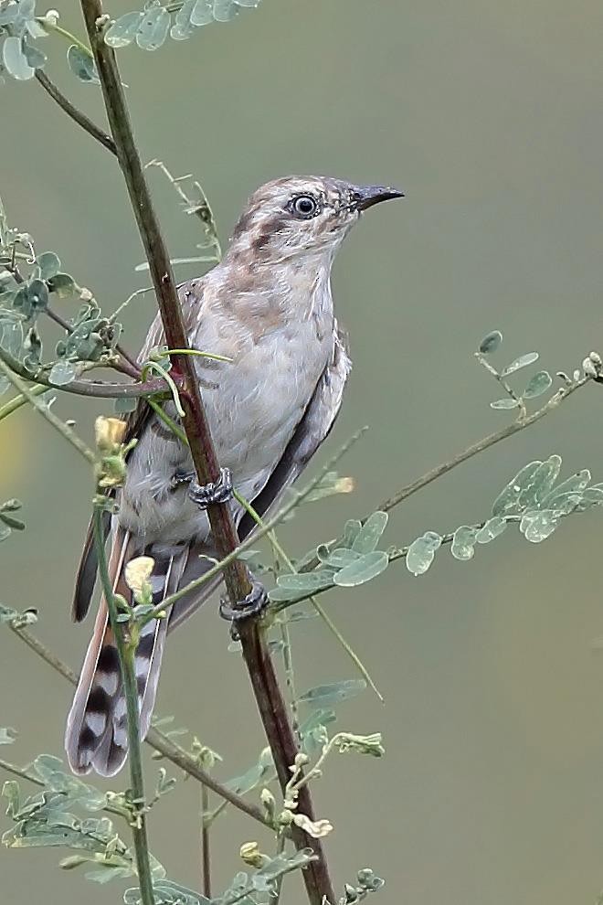 Horsfield's Bronze-Cuckoo - ML610885267