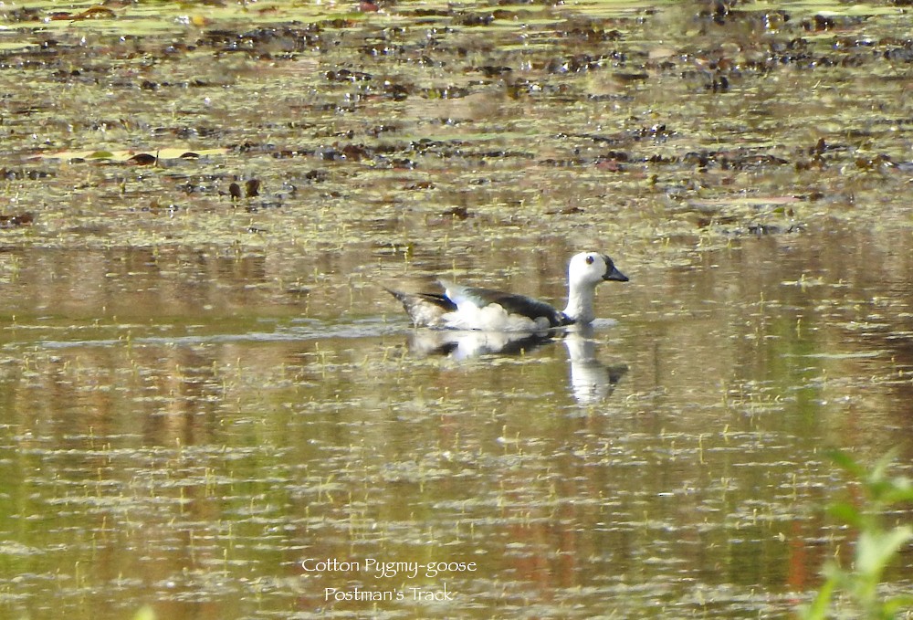 Cotton Pygmy-Goose - ML610885268