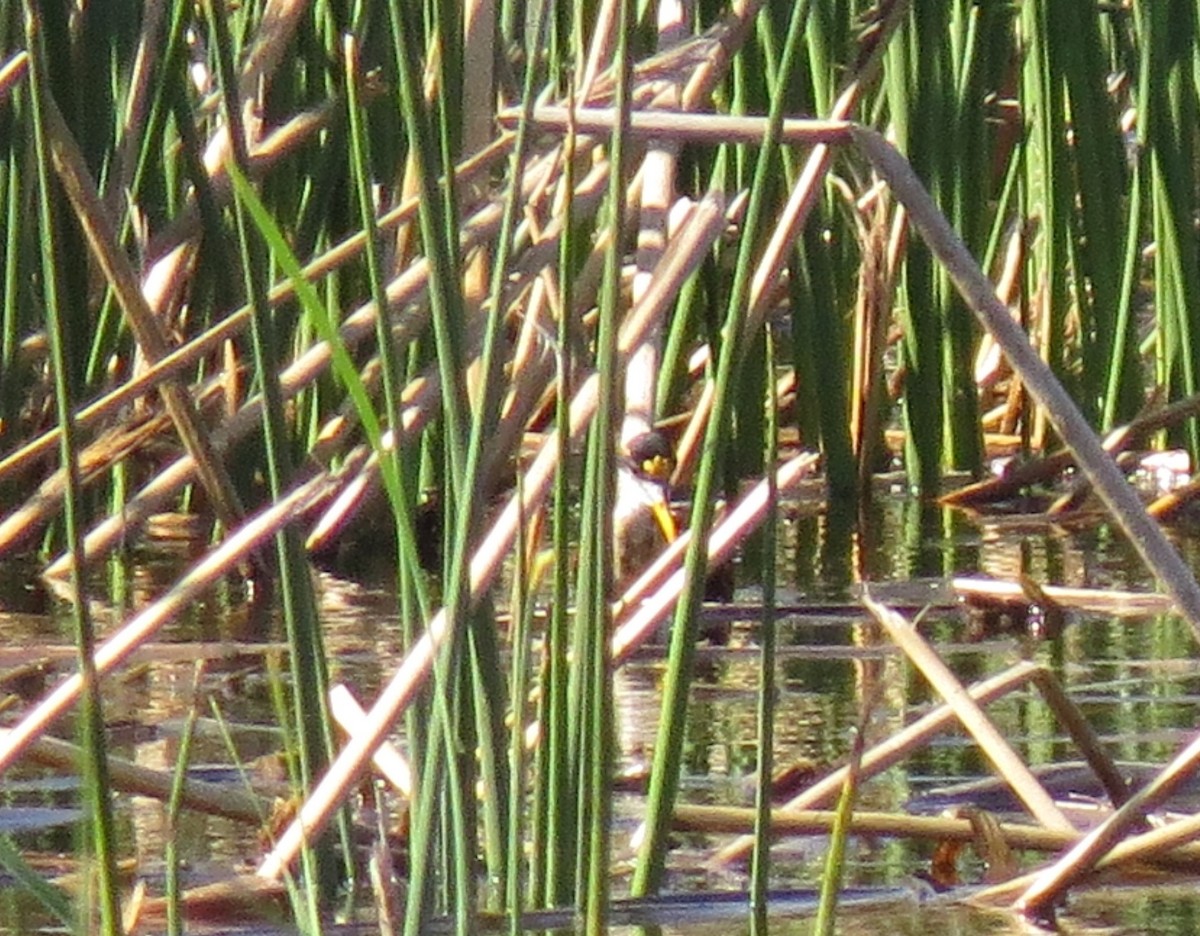 Northern Jacana - ML610885275