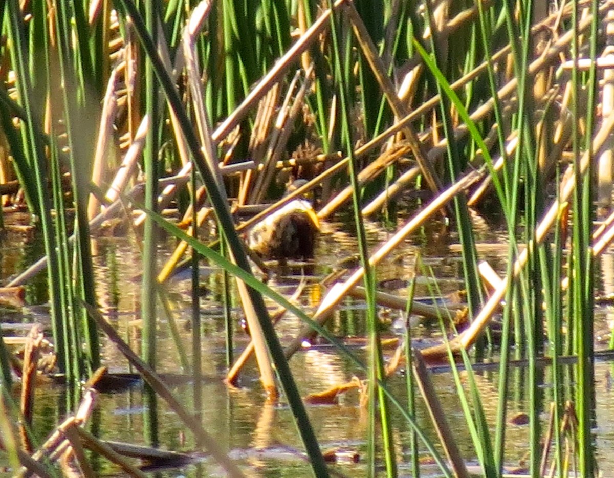 Northern Jacana - ML610885276