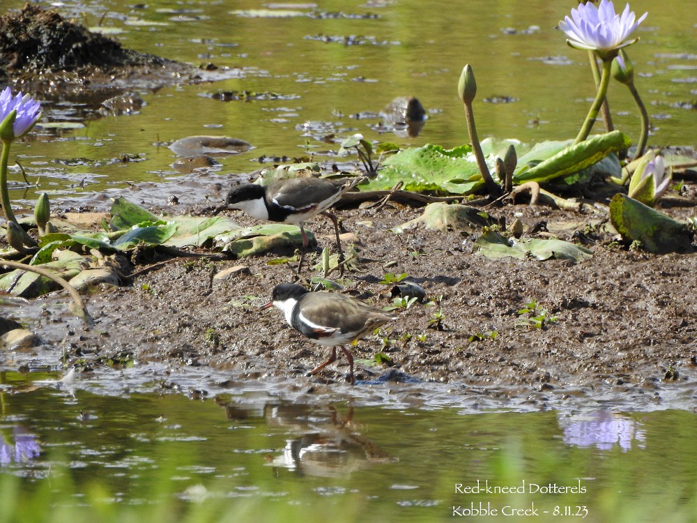 Red-kneed Dotterel - ML610885279