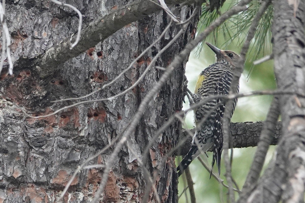 Williamson's Sapsucker - ML610885282