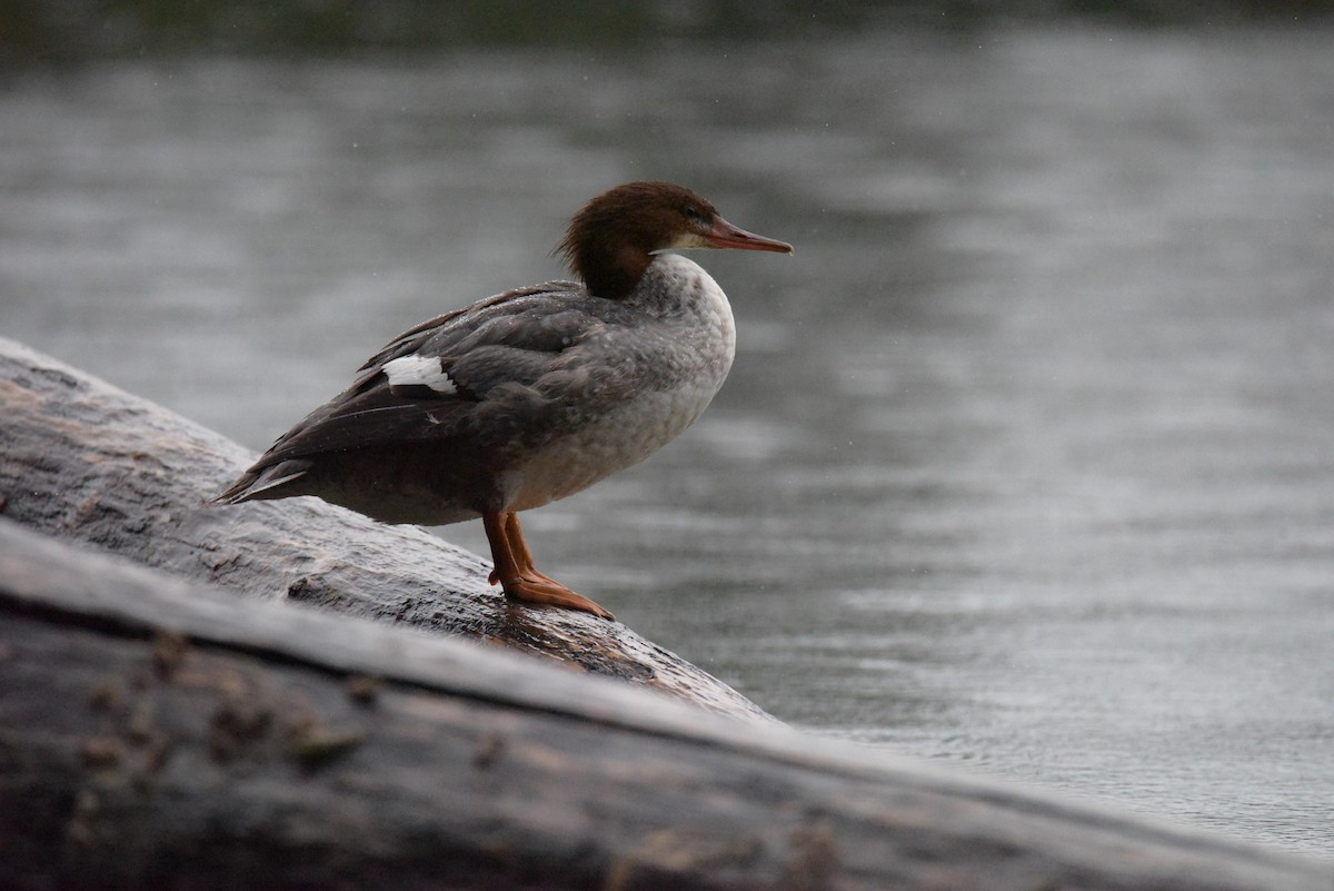 Common Merganser - ML610885361