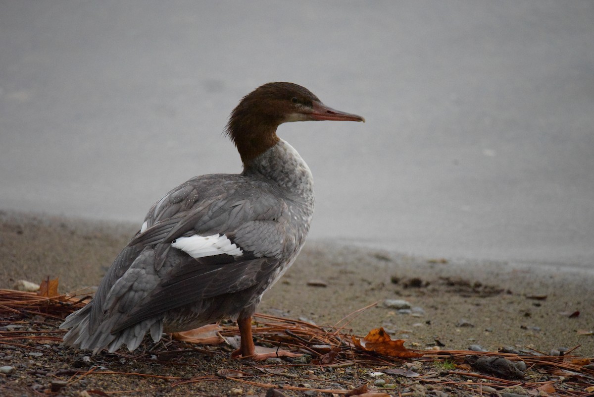 Common Merganser - ML610885363