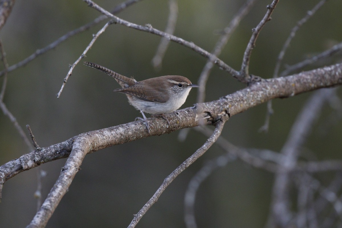 Bewick's Wren - ML610885534