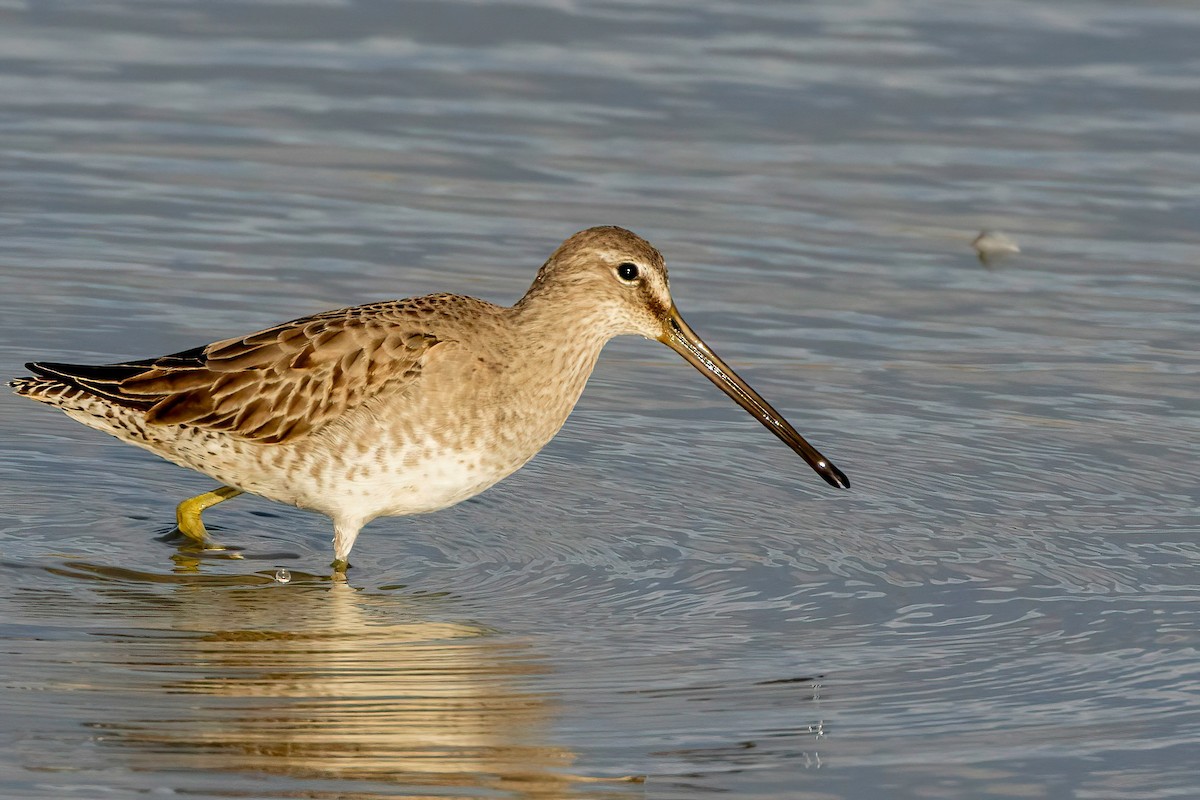 Long-billed Dowitcher - Fred Hochstaedter