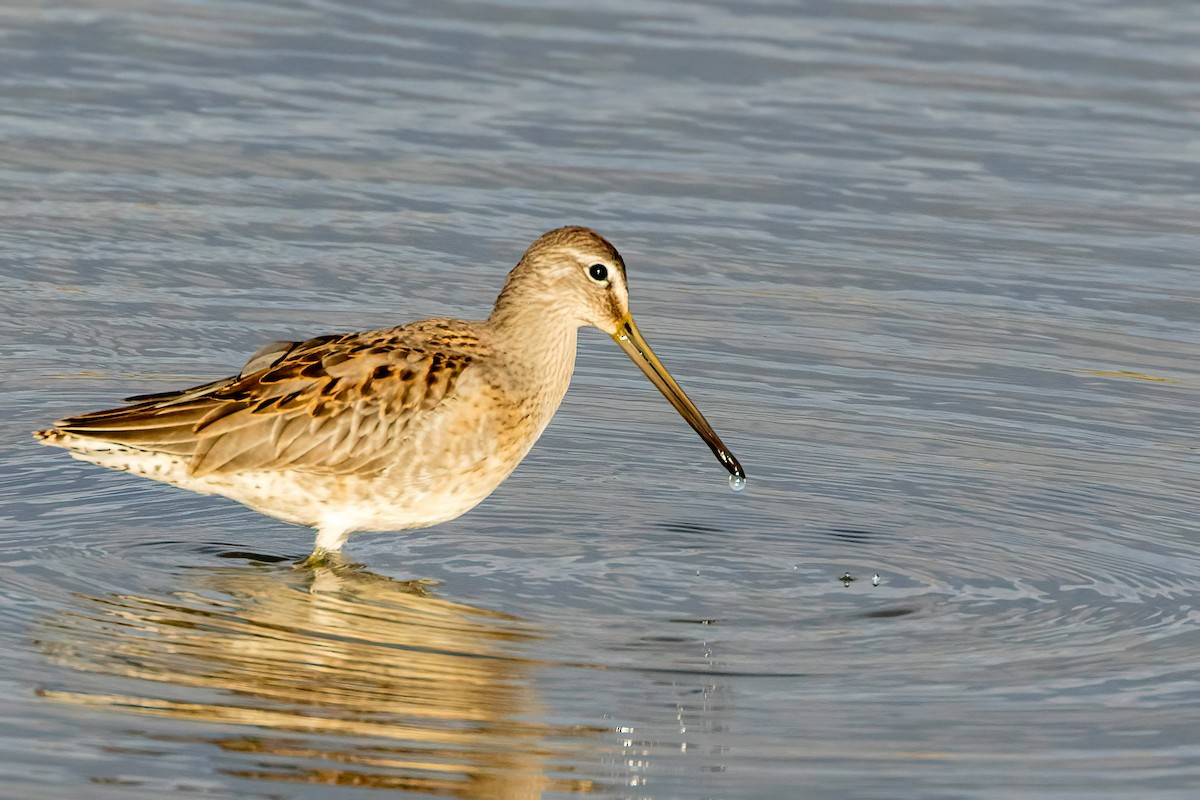 Long-billed Dowitcher - ML610885583