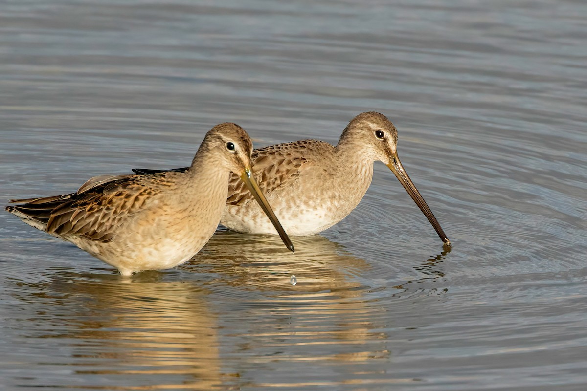 Long-billed Dowitcher - ML610885584