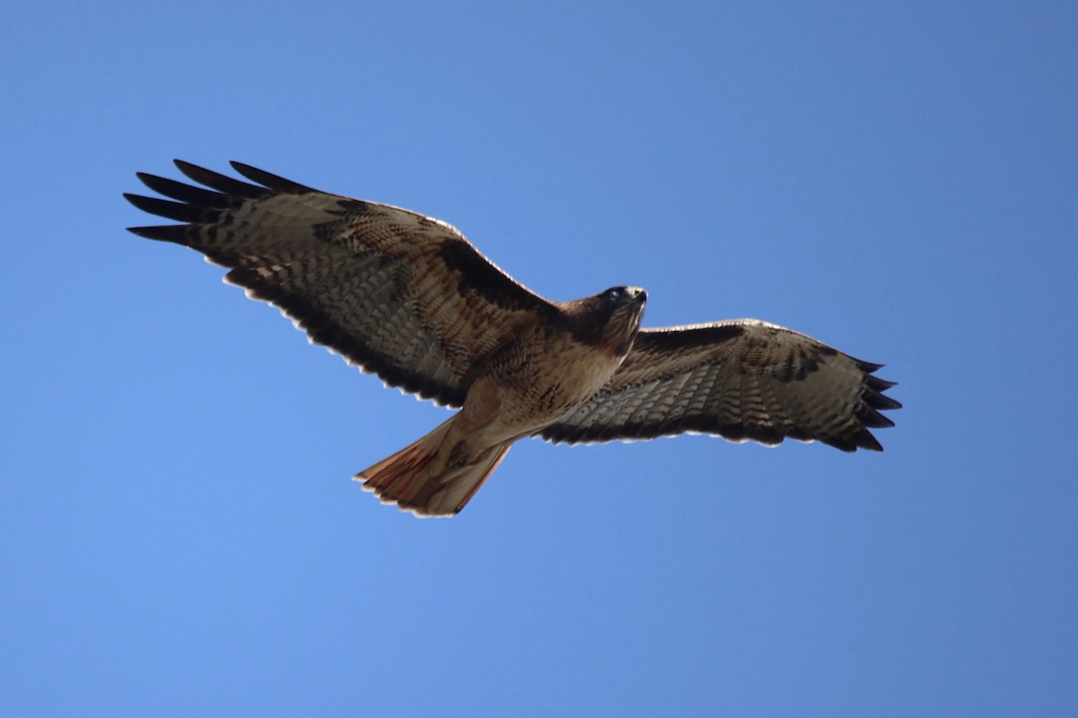 Red-tailed Hawk - ML610885642