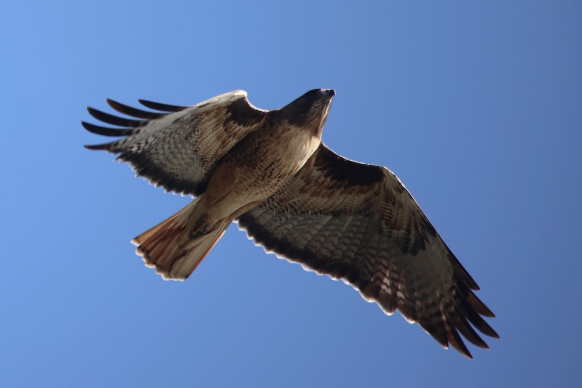 Red-tailed Hawk - ML610885643