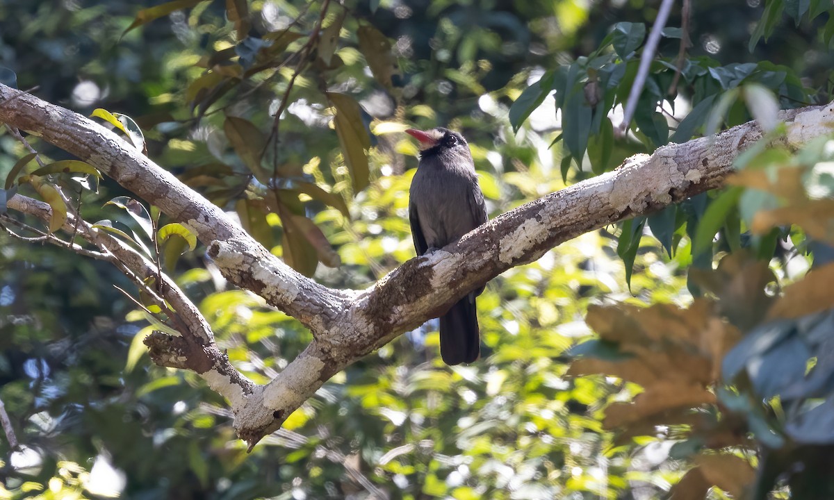 White-fronted Nunbird (White-fronted) - ML610885648