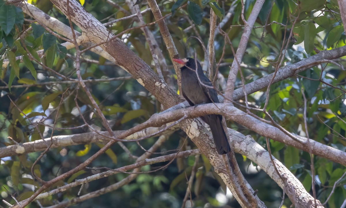 White-fronted Nunbird (White-fronted) - ML610885650