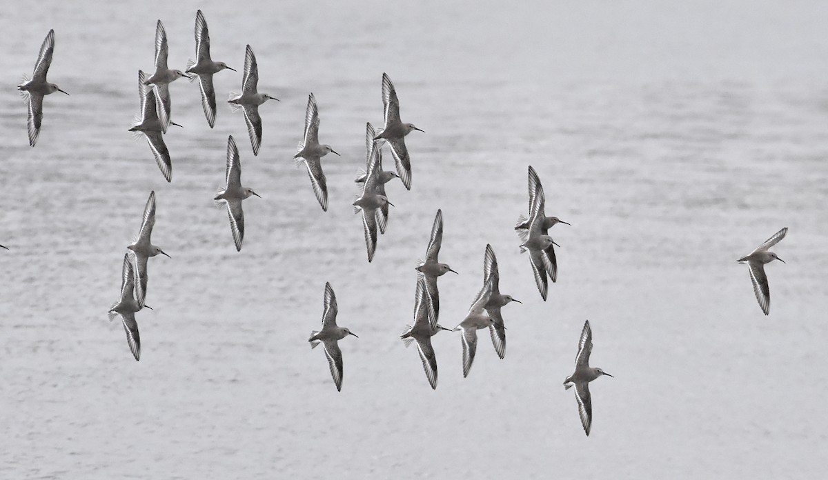 Dunlin - ML610885693