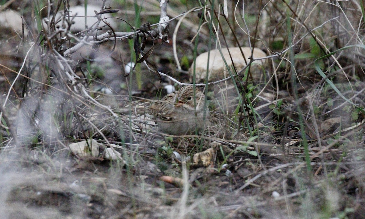 Brewer's Sparrow - ML610885915