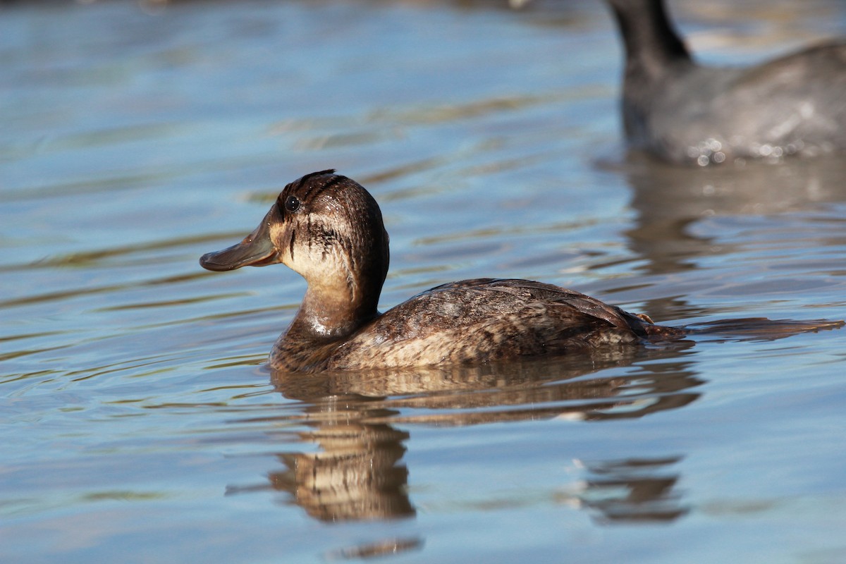 Ruddy Duck - ML610885964