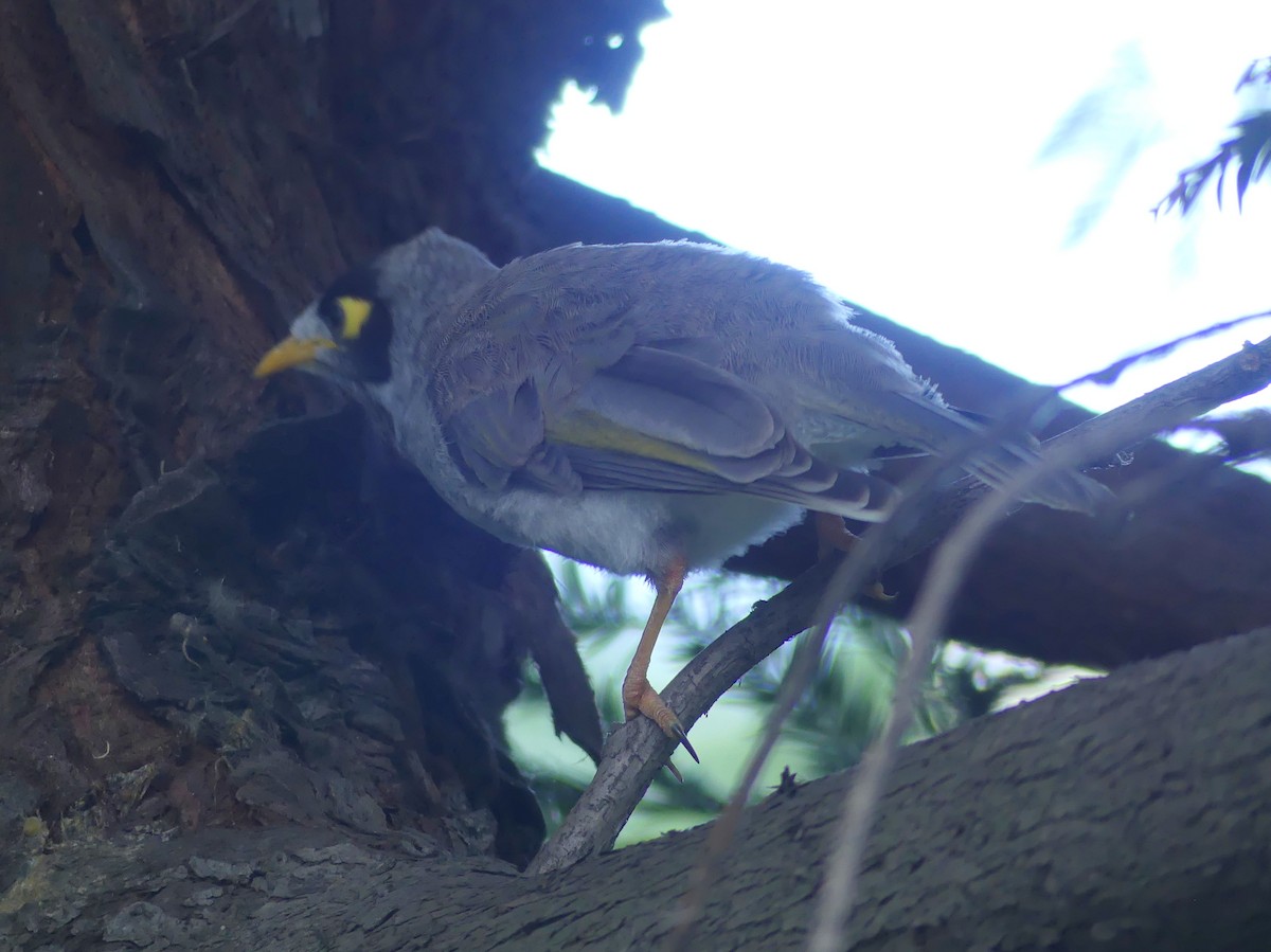 Noisy Miner - ML610885990