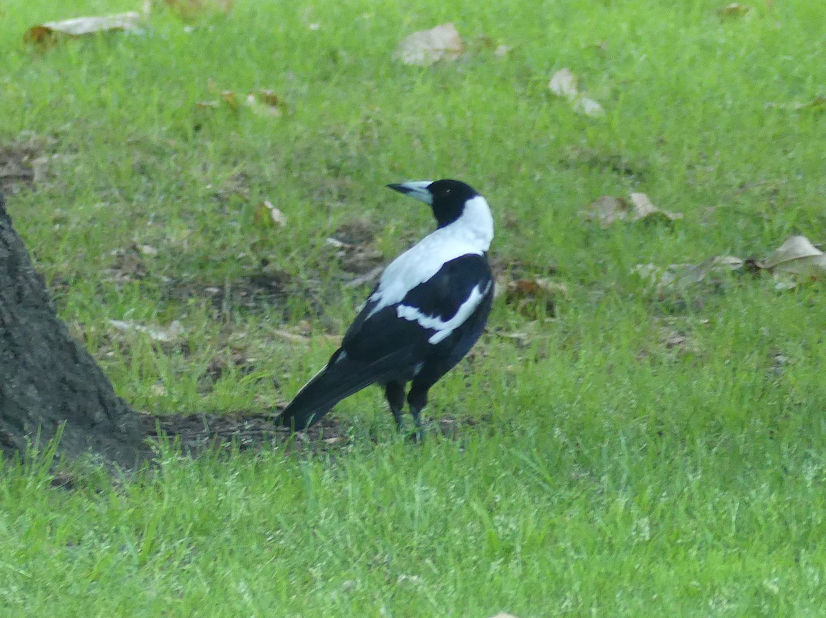 Australian Magpie (White-backed) - ML610885993