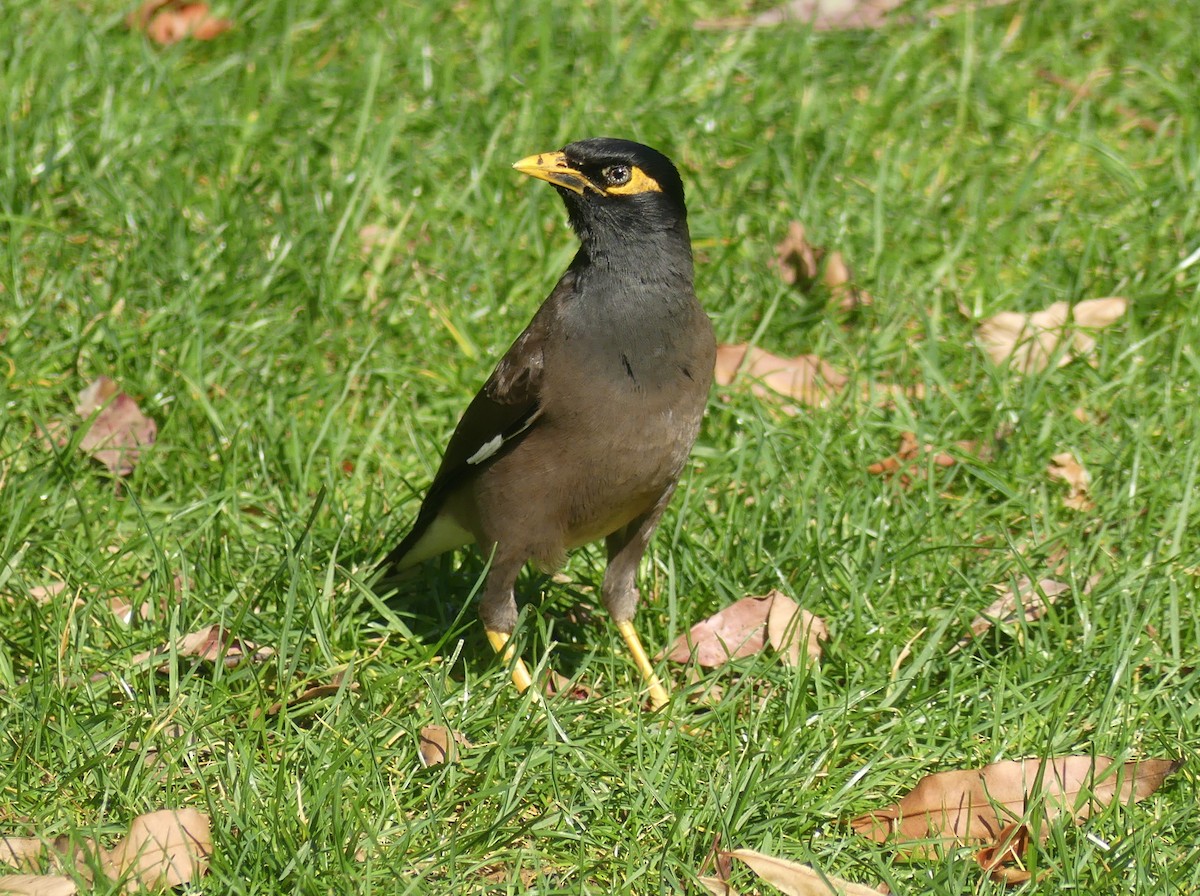 Common Myna - ML610885997