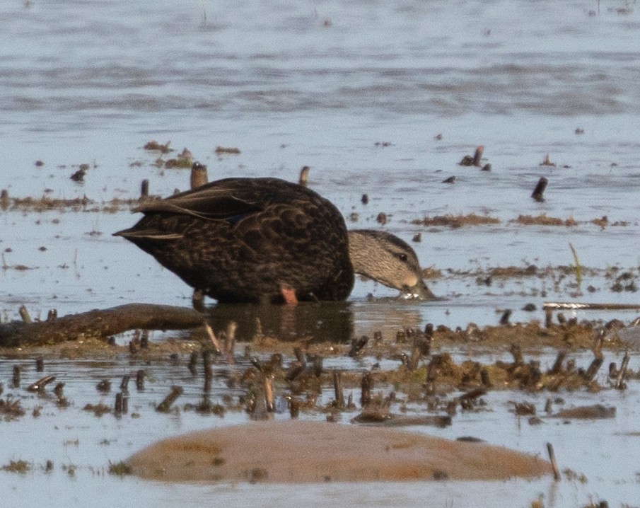 American Black Duck - ML610886108