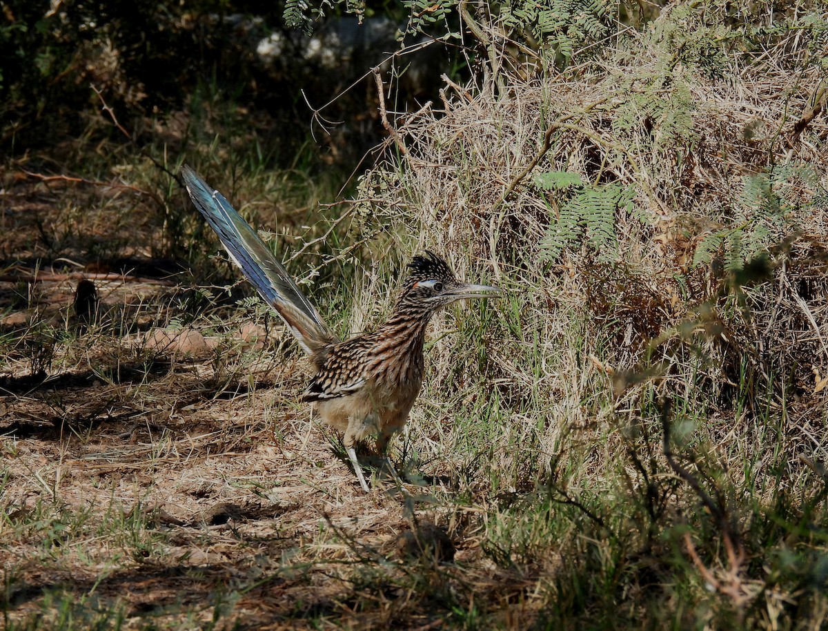 Greater Roadrunner - ML610886127