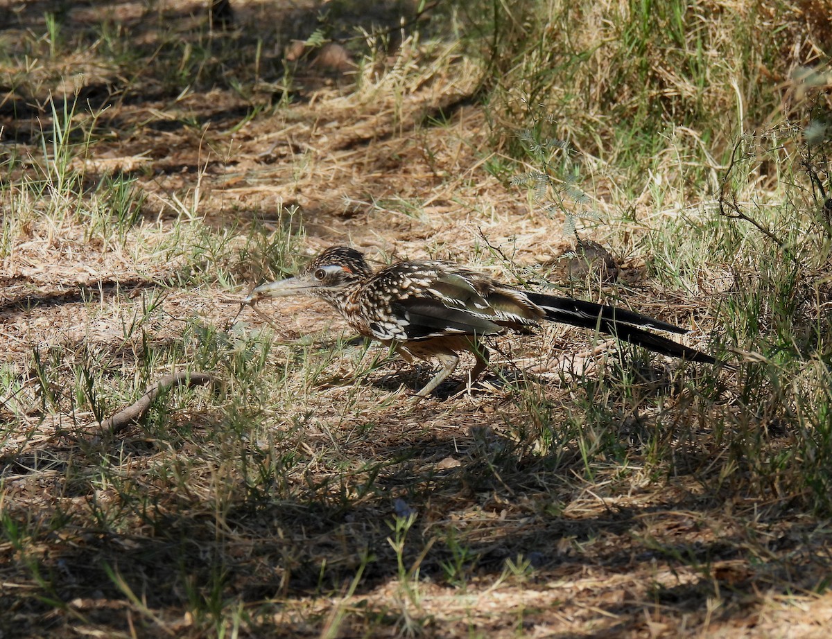 Correcaminos Grande - ML610886128