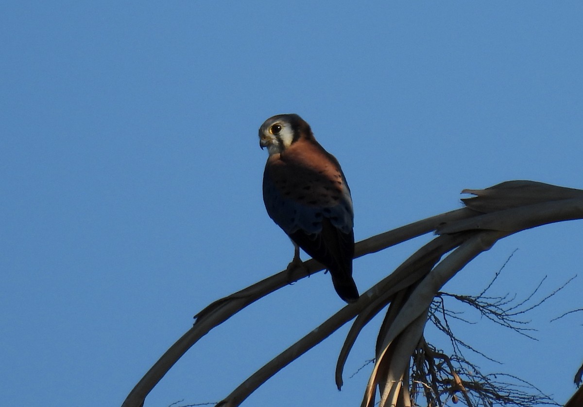 American Kestrel - ML610886139