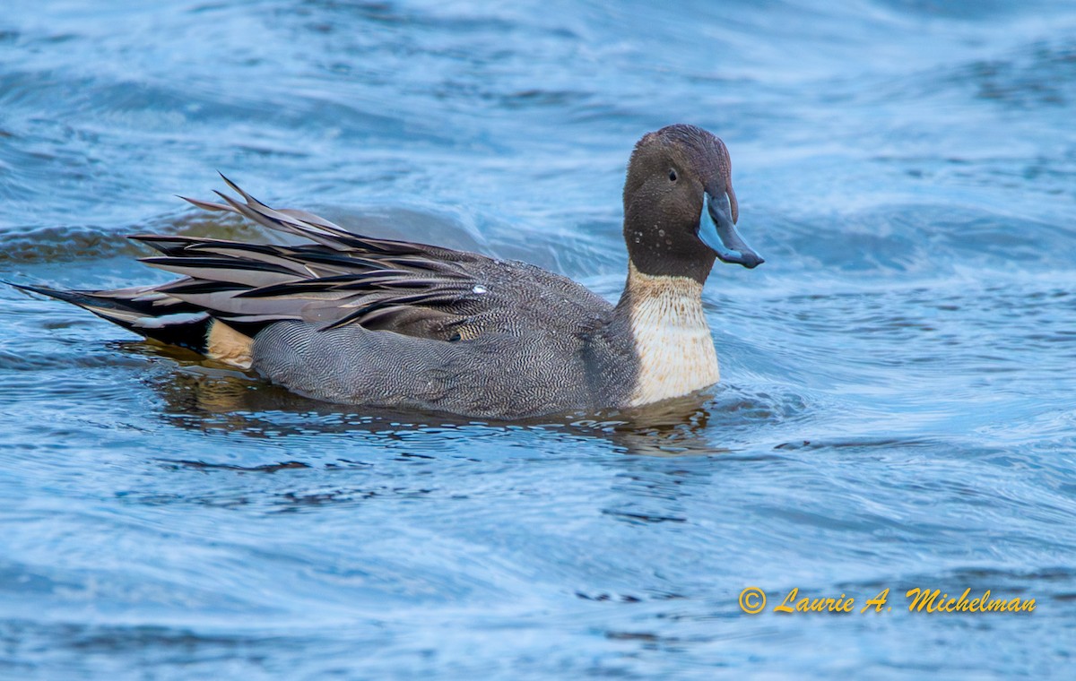 Northern Pintail - ML610886359