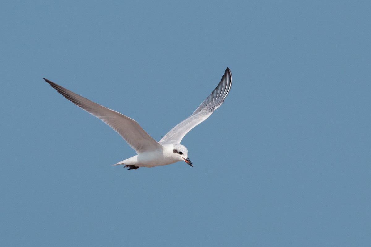 Gull-billed Tern - ML610886446