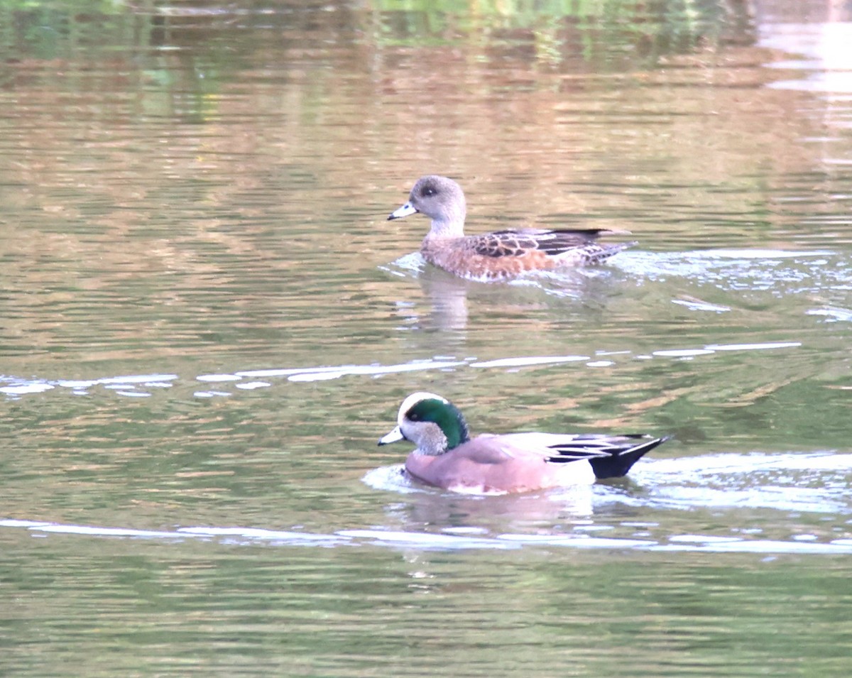 Eurasian Wigeon - ML610886449