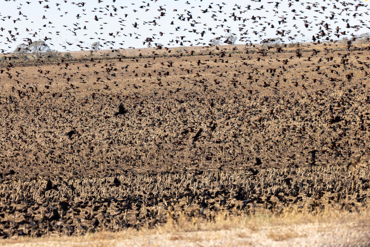 Red-winged Blackbird - ML610886466