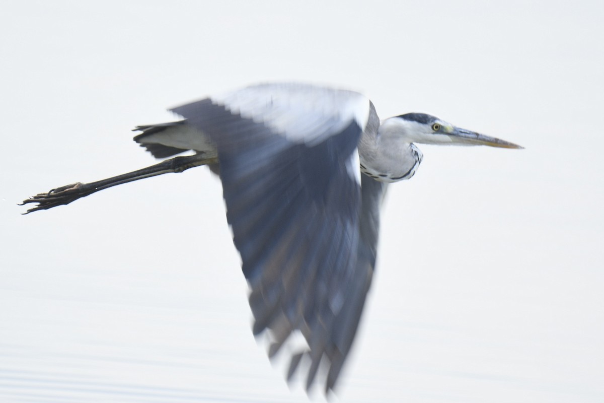 Gray Heron - Mahendra Hegde