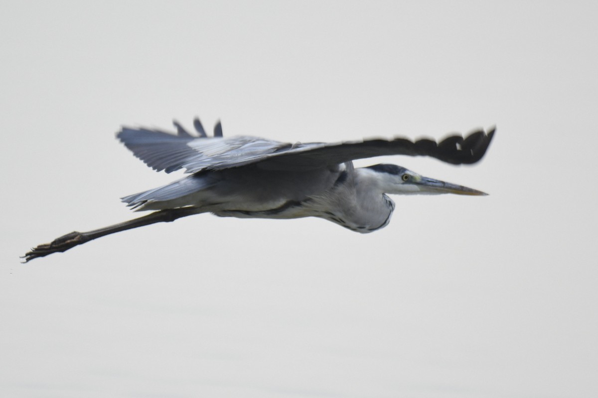 Gray Heron - ML610886498